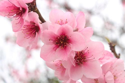 huong-lieu-lam-my-pham-handmade-huong-hoa-anh-dao-cherry-blossom-fragrance-2.jpg